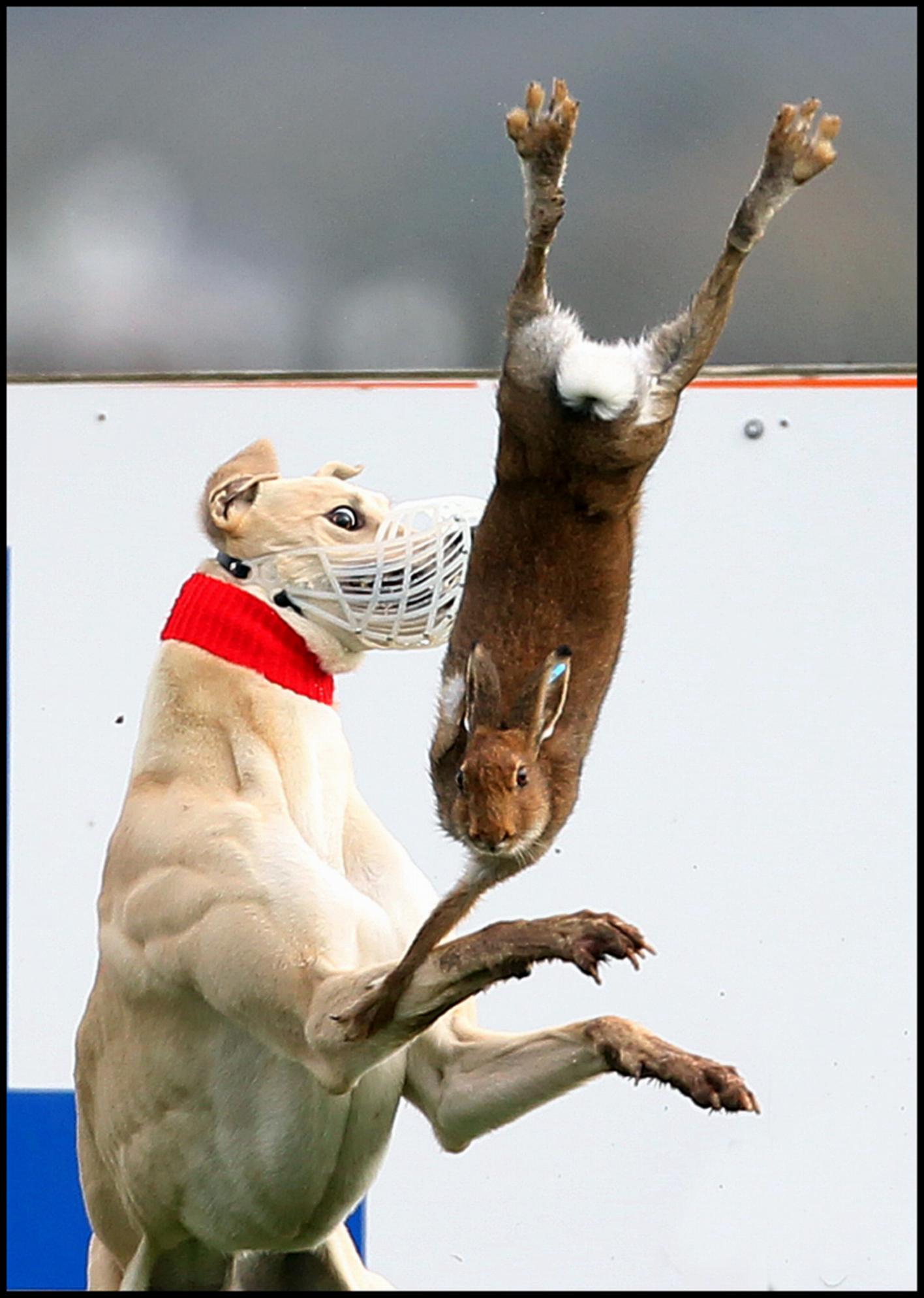 2012-coursing-2
